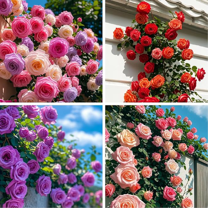 De espacios vacíos a un jardín lleno de vida 🌹 | Semillas de Rosas Trepadoras